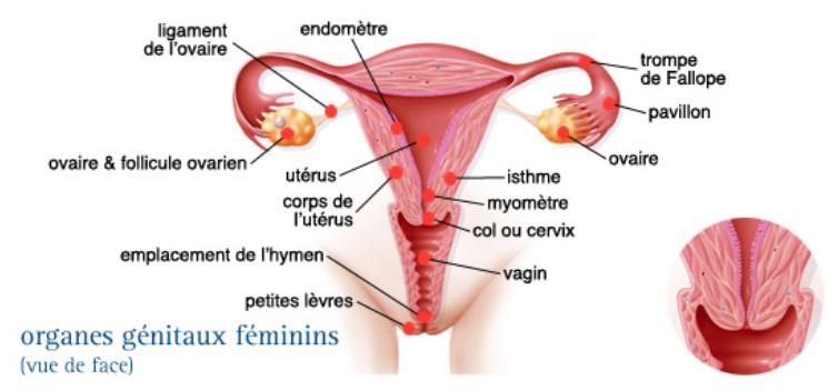 Coupe organes genitaux femmes endometriose 1